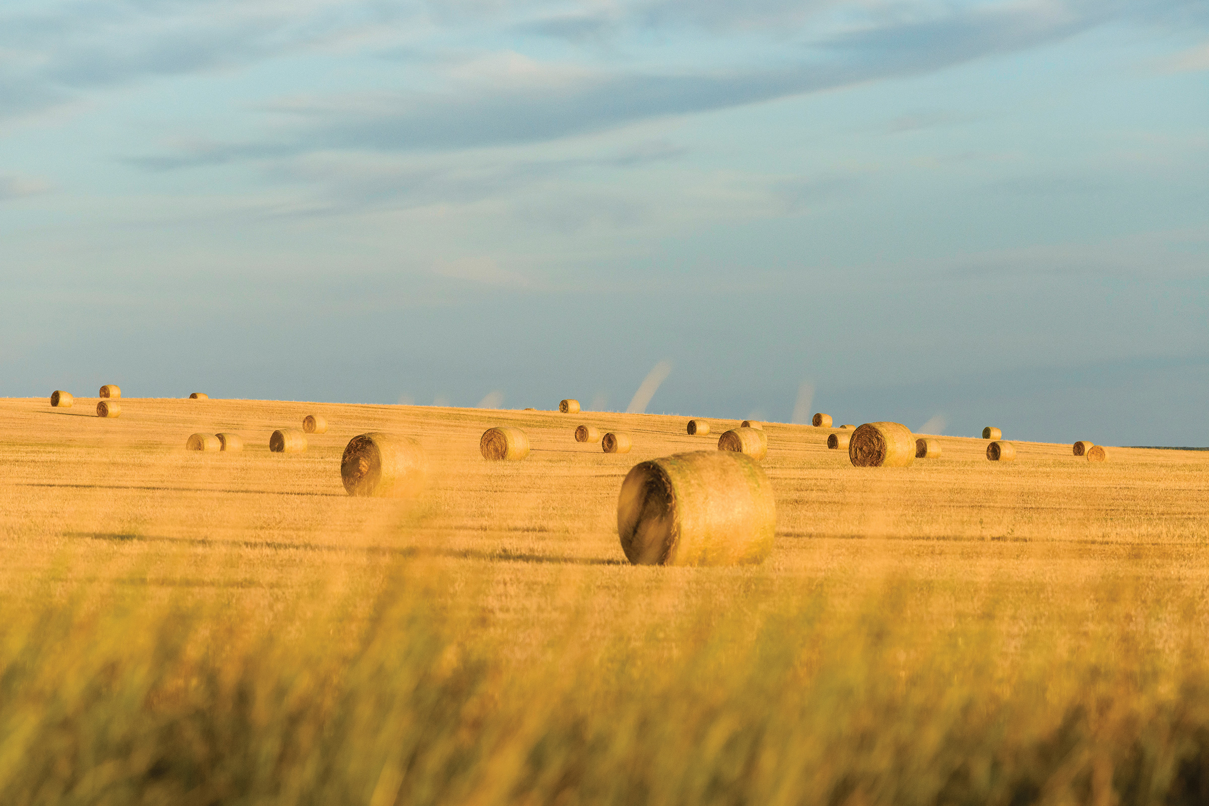 The Professor - HEALTH BENEFITS OF STUBBORN GRASS