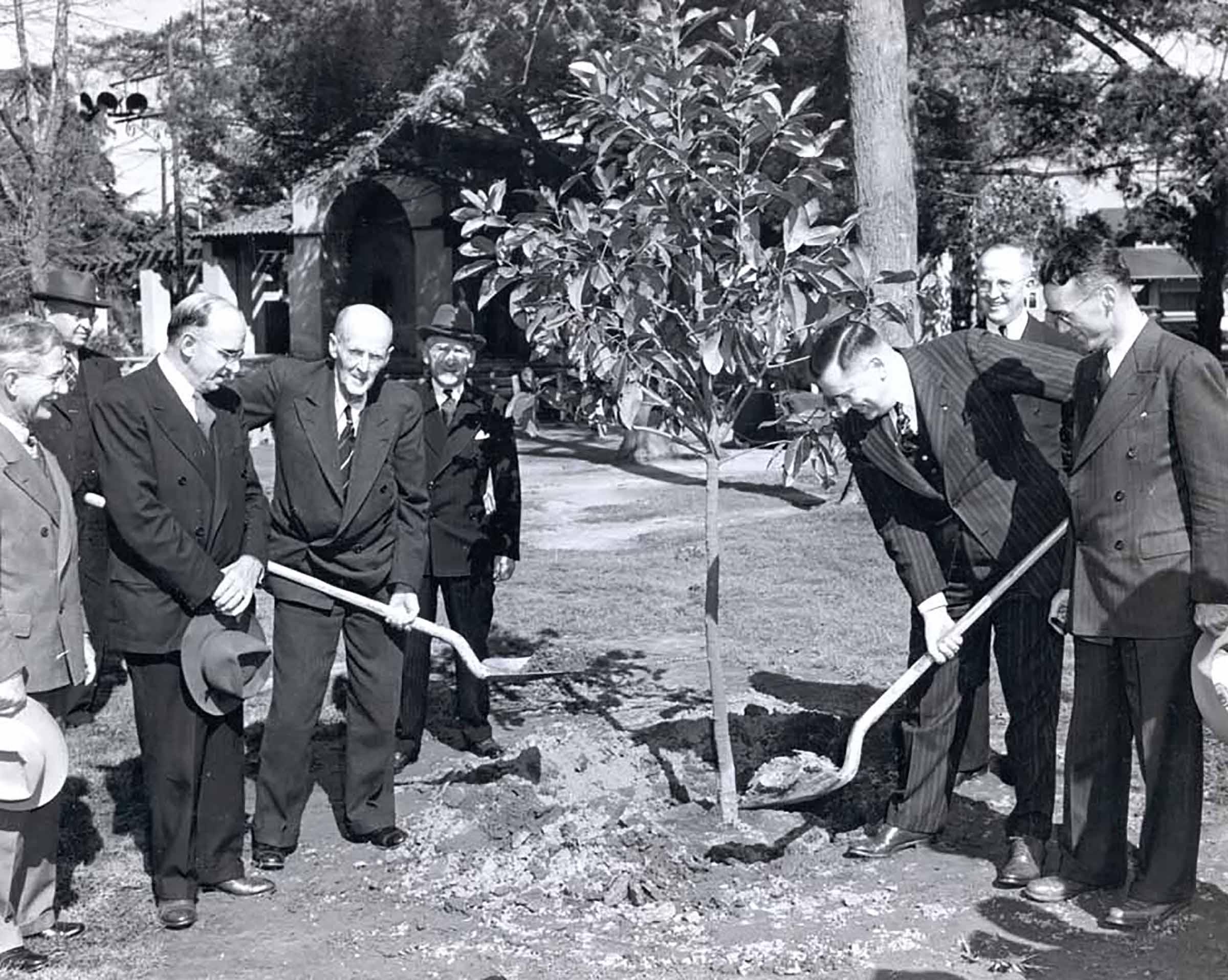 Friendship Trees | Rotary International