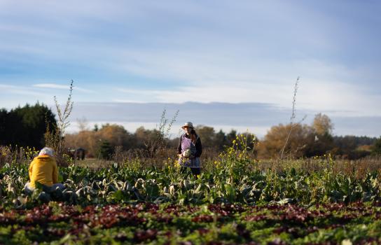 From farm to food pantry